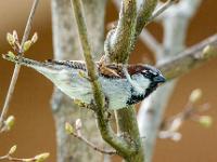 Haussperling Männchen